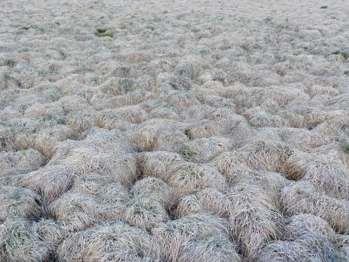 沼泽，沼泽，高沼地，自然保护