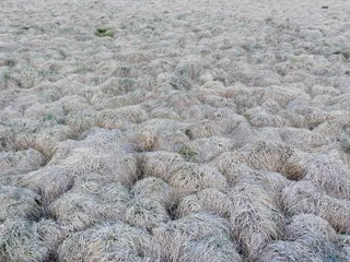 沼泽，沼泽，高沼地，自然保护