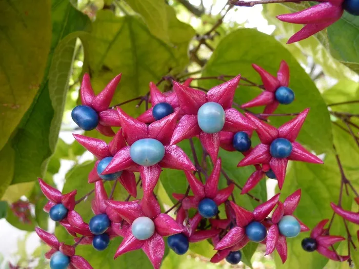 丑角Glorybower，蓝色，粉红色，紫红色，花