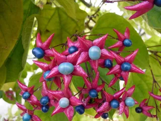 丑角Glorybower，蓝色，粉红色，紫红色，花
