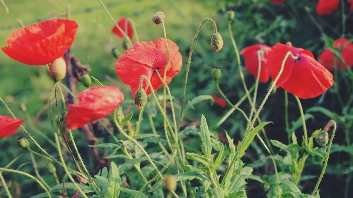 红色，罂粟花，鲜花，花园
