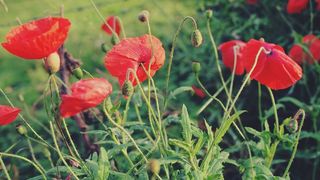 红色，罂粟花，鲜花，花园