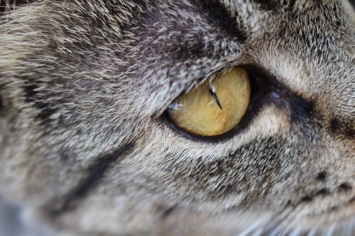 小猫，眼睛，虎斑猫，可爱，动物