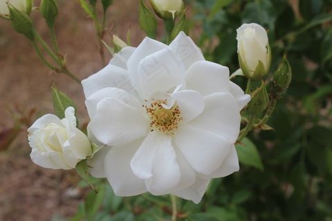 花，性质，白，绿色，多加，春天