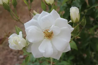 花，性质，白，绿色，多加，春天