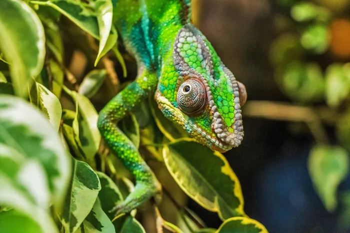 变色龙，帕达克马利昂，Furcifer Pardalis，爬行动物