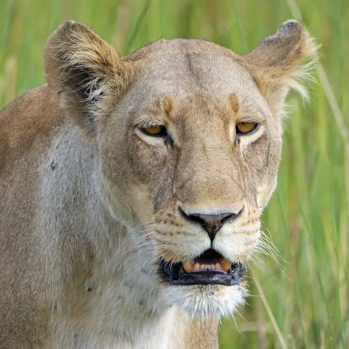 狮子，野生动物园，母狮，非洲，博茨瓦纳