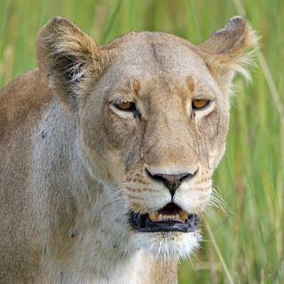 狮子，野生动物园，母狮，非洲，博茨瓦纳