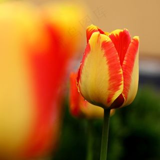 花，自然草甸，花园，自然，植物，植物