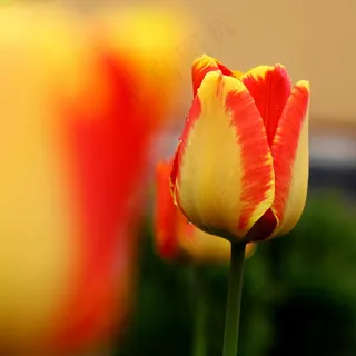 花，自然草甸，花园，自然，植物，植物