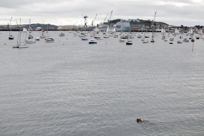 海洋,湖泊,海鸥,江河,海滨,狗在水中
