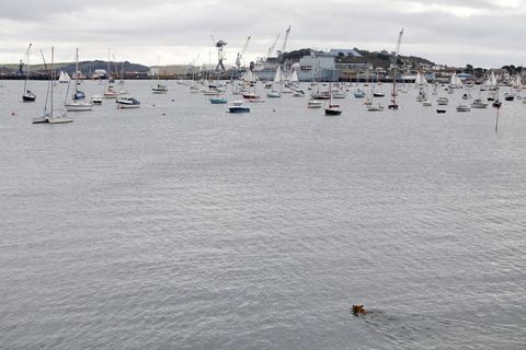 海洋,湖泊,海鸥,江河,海滨,狗在水中
