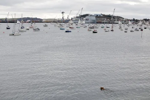 海洋,湖泊,海鸥,江河,海滨,狗在水中