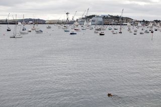 海洋,湖泊,海鸥,江河,海滨,狗在水中