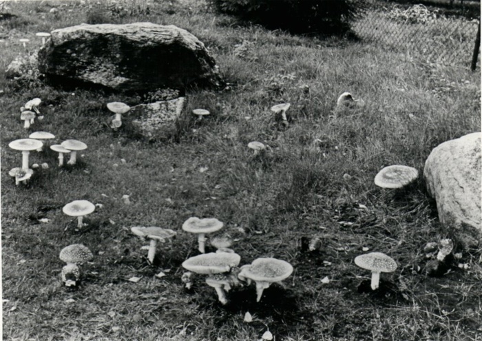 蘑菇/菌类,石头,工艺品,小狗,树,海克斯林