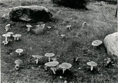 蘑菇/菌类,石头,工艺品,小狗,树,海克斯林