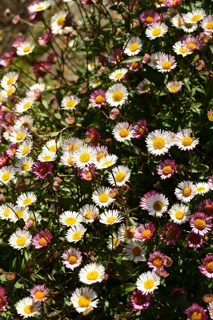 鲜花，草地，自然，春天，绿色，场，草