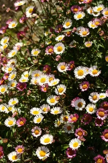 鲜花,草地,自然,春天,绿色,场,草 鲜花,草地,自然,春天,绿色,场,草