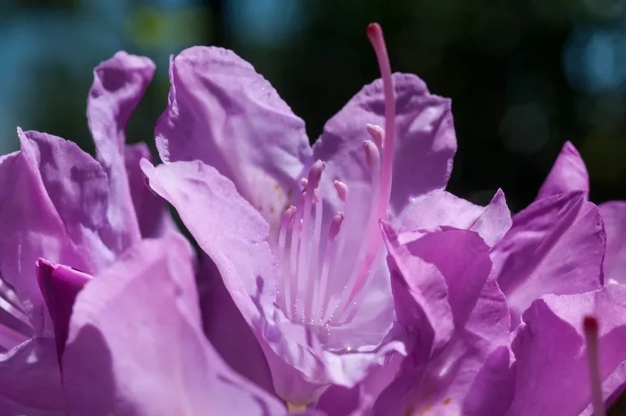 花，宏，关闭，紫色，性质，开花，盛开