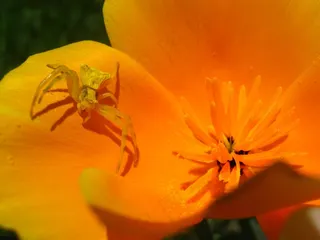 蜘蛛，花，自然，橙色，黄色，宏