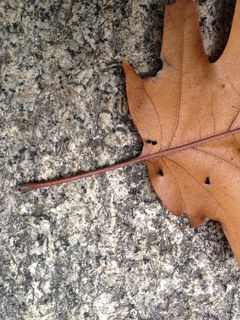 叶子，秋天，秋，棕色，叶子，花岗岩，岩