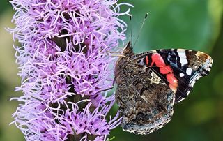 蝴蝶，自然，夏天，花园