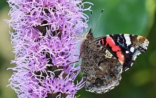 蝴蝶，自然，夏天，花园