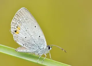 自然，昆虫，蝴蝶，宏