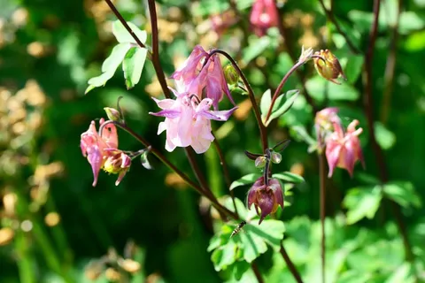 哥伦拜恩,Aquilegia,别墅花园,精致,粉红色 哥伦拜恩,Aquilegia,别墅花园,精致,粉红色
