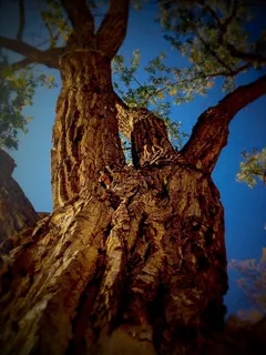 树，树干，自然，分支机构，春天，户外，叶子