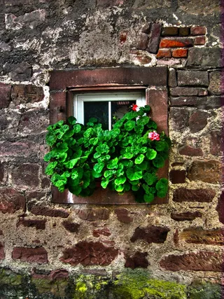 墙，石头，窗口，老，常春藤，鲜花，醒目