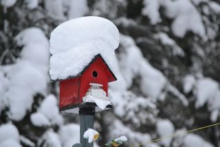 鸟屋，红色，冬天，冻结，房子，鸟，自然
