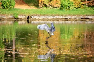 湖泊风景，水机，公园，池塘，镜像，动物，鸟飞，苍鹭