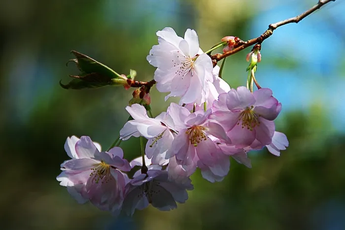 春天的花朵，树，性质，粉红色，苹果花