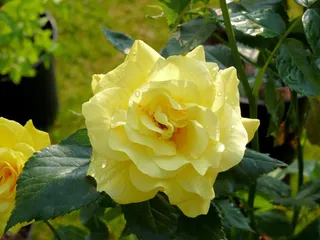 玫瑰，黄色，盛开，性质，黄玫瑰，花园