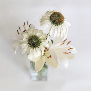 百合，Coneflower，花园，花，雏菊，开花