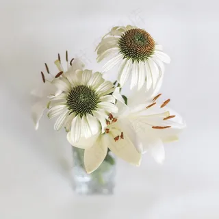 百合，Coneflower，花园，花，雏菊，开花