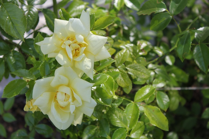 玫瑰，花，黄色