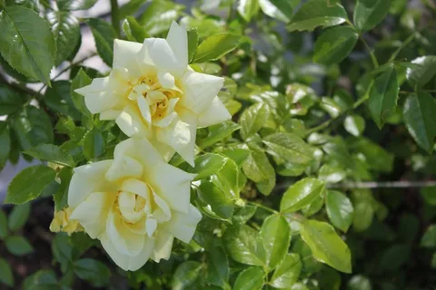 玫瑰,花,黄色 玫瑰,花,黄色