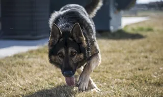 德国牧羊犬，狗，犬，训练有素，工作