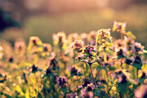 春天，花，场，阳光，野花，鲜花