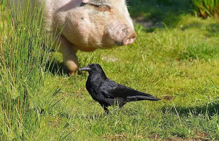 草甸，猪，食品，乌鸦，动物世界，快乐，可爱