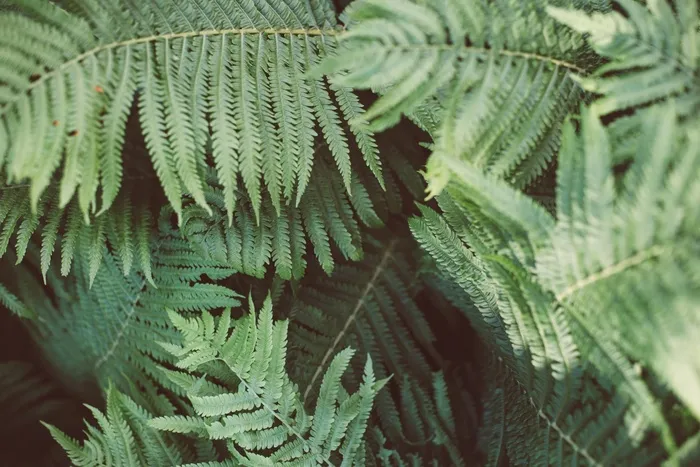 蕨类，植物，绿色，自然，叶子，自然，森林