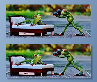 摄影师，青蛙，拍摄照片，搞笑，相机，乐趣