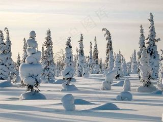 冬季，弗罗斯特，森林，树，白色，树木，俄罗斯