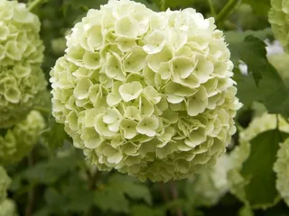 荚burn，花，白，盛开，花园