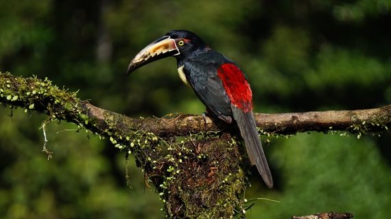 衣领Aracari，鸟，哥斯达黎加，丛林