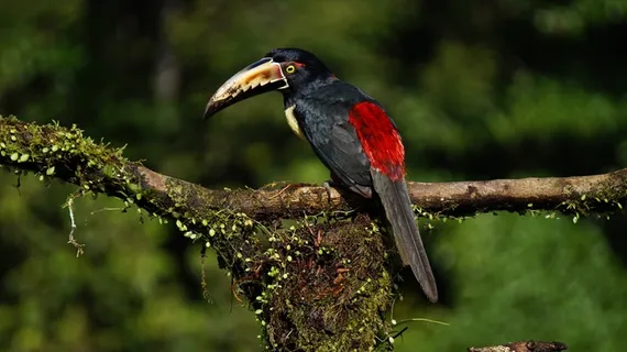 衣领Aracari，鸟，哥斯达黎加，丛林