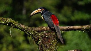 衣领Aracari，鸟，哥斯达黎加，丛林