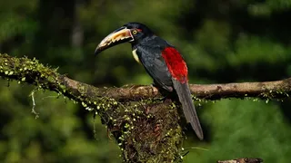 衣领Aracari，鸟，哥斯达黎加，丛林